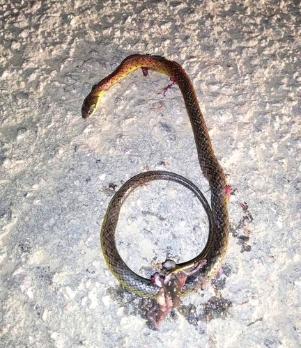 Erythrolamprus dorsocorallinus