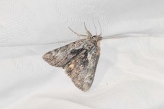 Catocala minuta