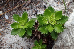 Osmitopsis dentata