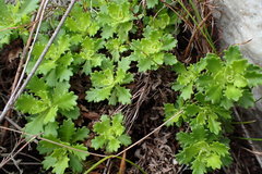 Osmitopsis dentata