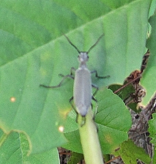 Epicauta floridensis