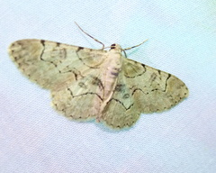 Iridopsis larvaria