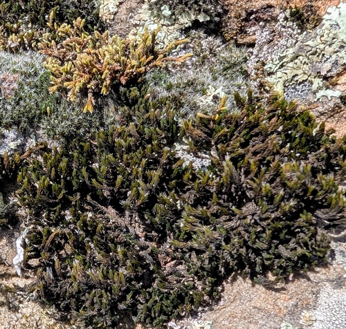 Grimmia Dry Rock Moss (Grimmia pilifera)