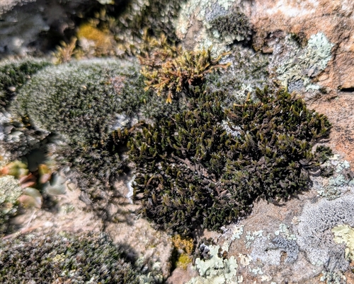 Image of Grimmia Dry Rock Moss by (c) Conway Hawn, some rights reserved (CC BY)