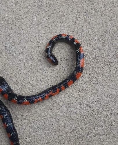 Swamp Liophis