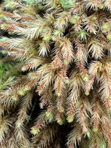 philonotis moss (Philonotis longiseta)