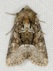 Oligia