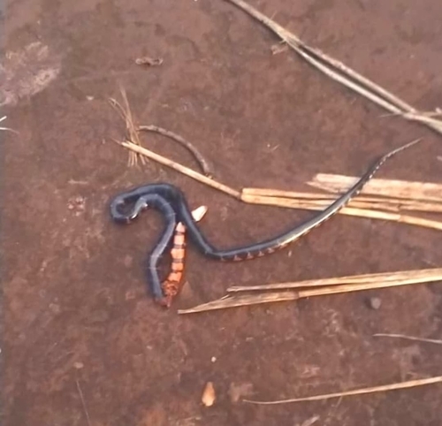 Swamp Liophis