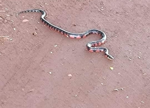 Swamp Liophis