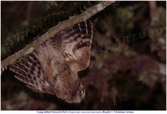 Megascops sanctaecatarinae