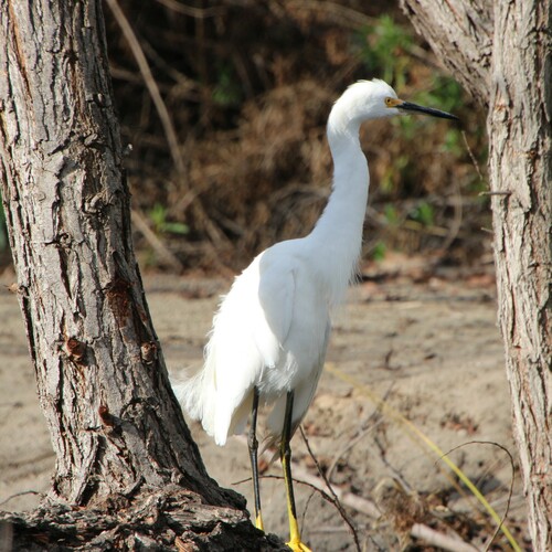iNaturalist observation photo of Snowy Egret