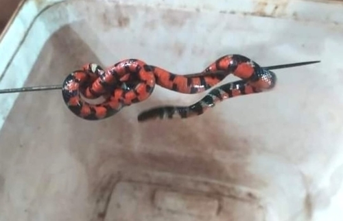 Swamp Liophis