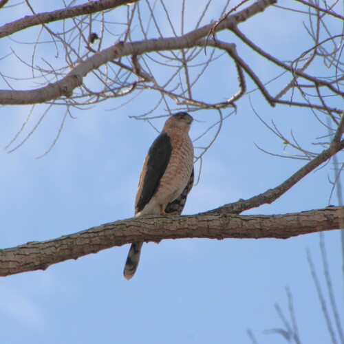 iNaturalist observation photo of Cooper's Hawk