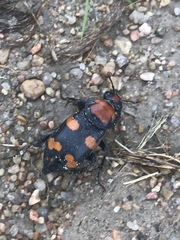 Nicrophorus americanus