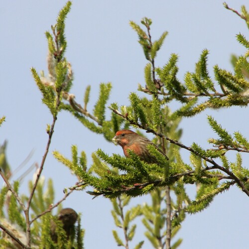 iNaturalist observation photo of House Finch