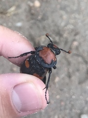 Nicrophorus americanus