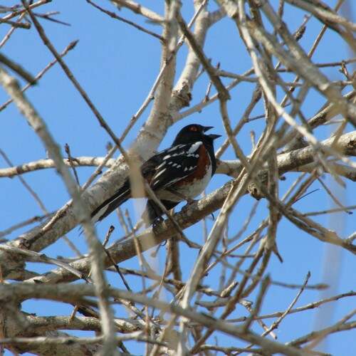 iNaturalist observation photo of Spotted Towhee