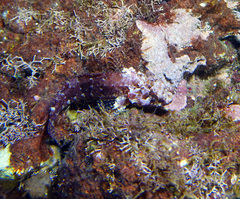 Mimic Blenny photo 3