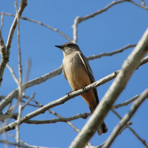 iNaturalist observation photo of Say's Phoebe