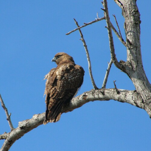 iNaturalist observation photo of Red-tailed Hawk