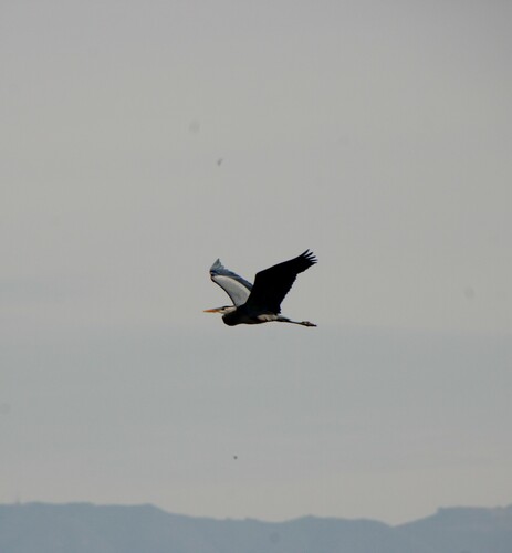 iNaturalist observation photo of Great Blue Heron