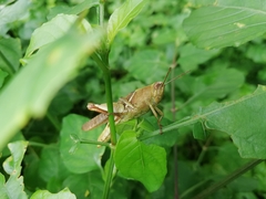Acrididae