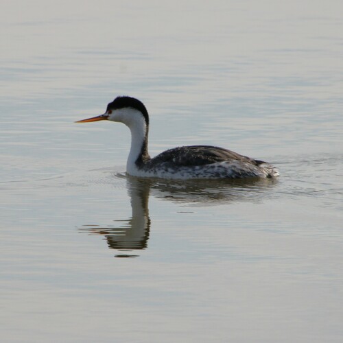 iNaturalist observation photo of Clark's Grebe
