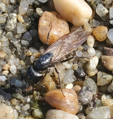 Camponotus pennsylvanicus