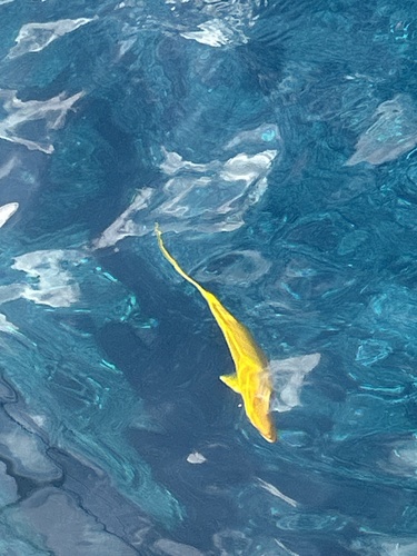 Kyphosus hawaiiensis observed 2025-02-09