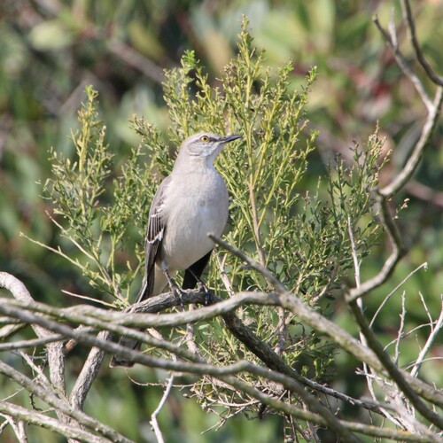 iNaturalist observation photo of Northern Mockingbird