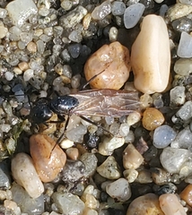 Camponotus pennsylvanicus