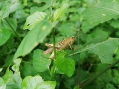 Acrididae