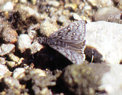Erynnis meridianus