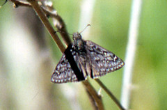 Erynnis meridianus