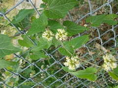Cynanchum laeve
