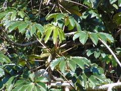 Cecropia pachystachya
