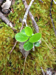 Ilex anomala