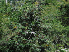 Cecropia pachystachya