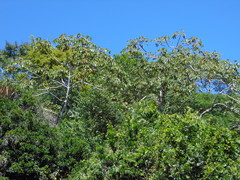 Cecropia pachystachya
