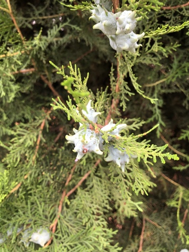 tujovec východný (Platycladus orientalis)