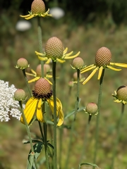 Ratibida pinnata