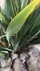 Phormium tenax