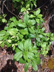 Vaccinium calycinum