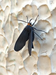 Ctenucha