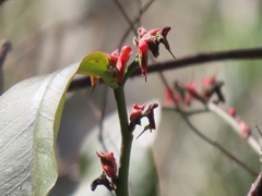 Euphorbia calcarata