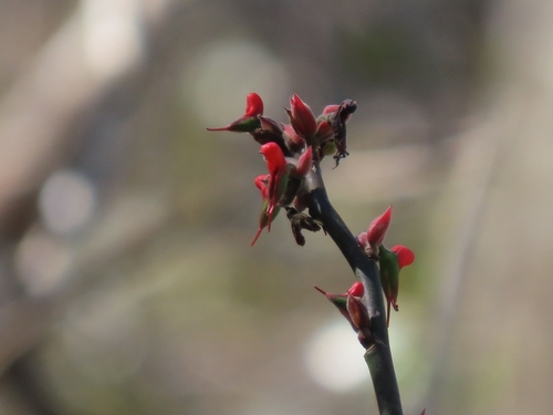 Euphorbia calcarata, photograph 1