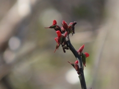 Euphorbia calcarata, photograph (c) Francisco Emilio Roldán Velasco, some rights reserved (CC BY)