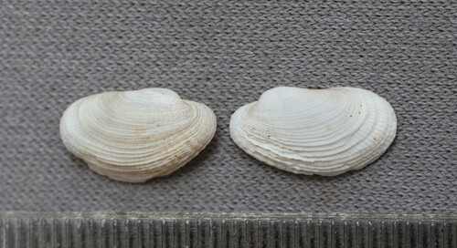 Petricola denticulata observed 2000-02-19