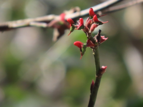 Euphorbia calcarata, photograph 3