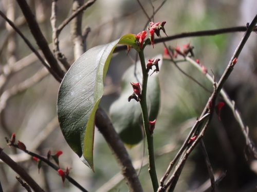 Euphorbia calcarata, photograph 4